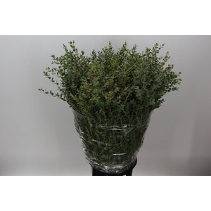 Parvifolia 400 Gr