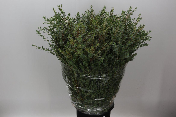 <h4>Parvifolia 400 Gr</h4>