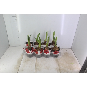 AMARYLLIS P14