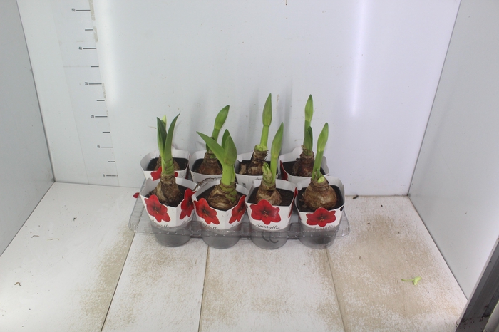 <h4>AMARYLLIS P14</h4>