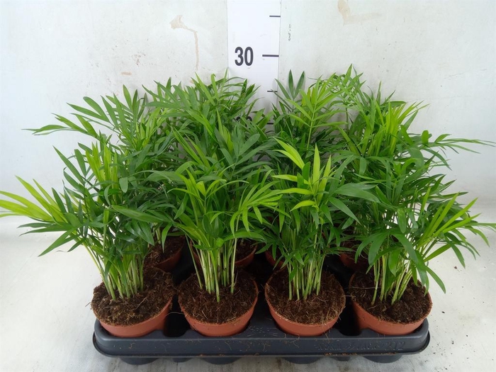 <h4>Chamaedorea elegans</h4>
