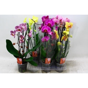 PHAL EL CASCADE