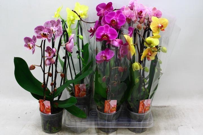 <h4>PHAL EL CASCADE</h4>