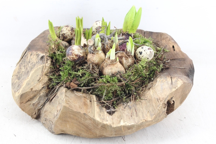 <h4>arr4 Bolenmix MB - Teak schaal Los</h4>