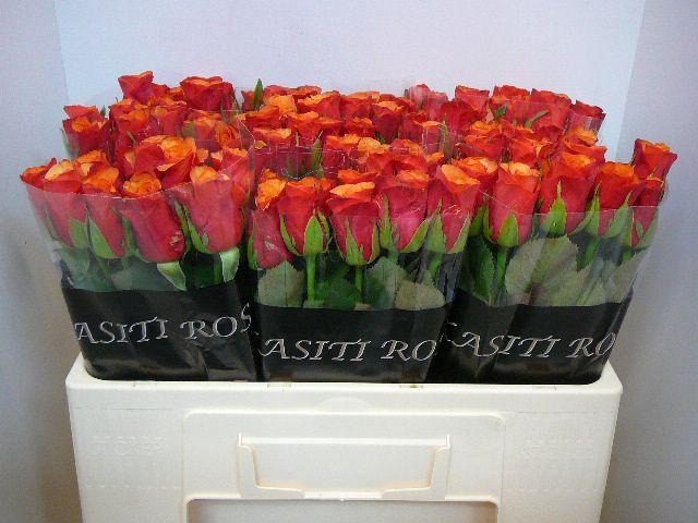 <h4>R GR ESPANA</h4>