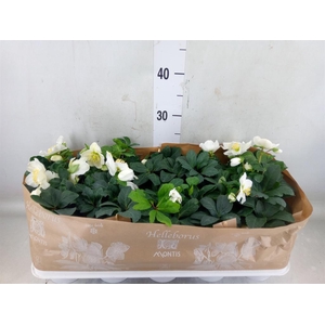 Helleborus niger 'Christmas Carol'