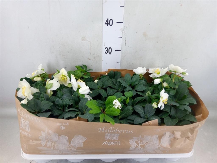 <h4>Helleborus niger 'Christmas Carol'</h4>
