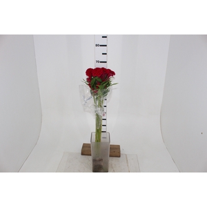 CELOSIA CARMINE CHIEF 060 CM VINHO