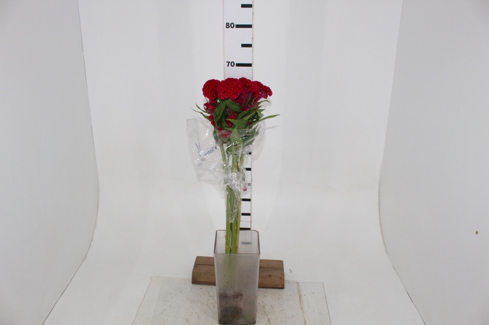 CELOSIA CARMINE CHIEF 060 CM VINHO