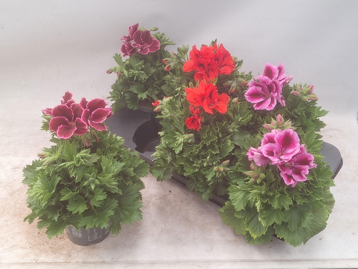 <h4>PEL GR MIXK 3 KL</h4>