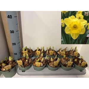 arr8 Narc Yellow River Trumpet