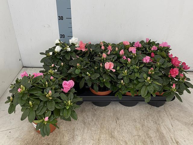 <h4>RHODO SI VOGEL GEM</h4>