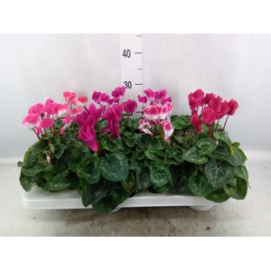 Cyclamen MD 'Indiaka'