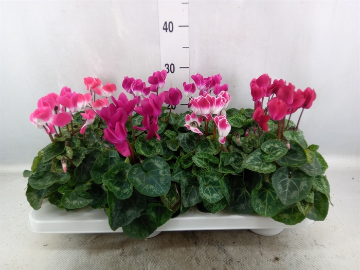 <h4>Cyclamen MD 'Indiaka'</h4>