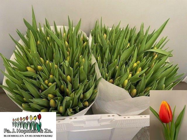 <h4>TU EN DOW JONES</h4>