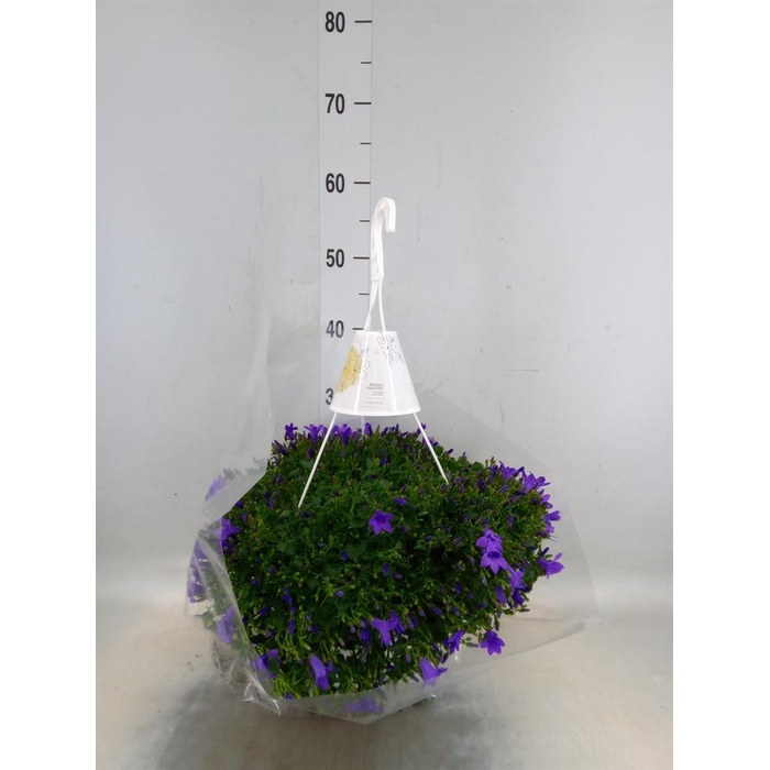 <h4>Campanula porten.</h4>