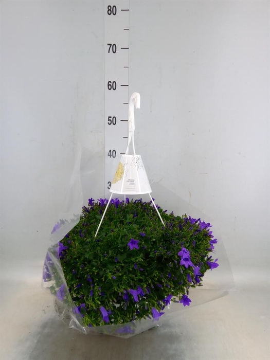 <h4>Campanula porten.</h4>