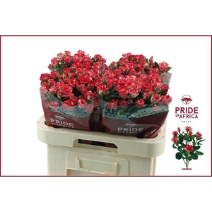 Rosa spray fireworks