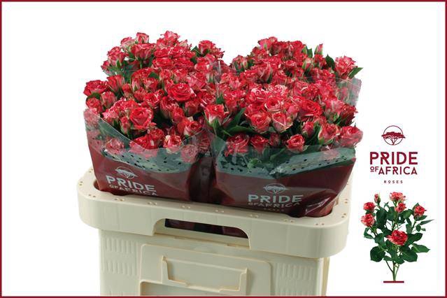 <h4>Rosa spray fireworks</h4>