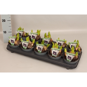 (X) Bol op pot Hyacint Multiflora white 10,5 cm