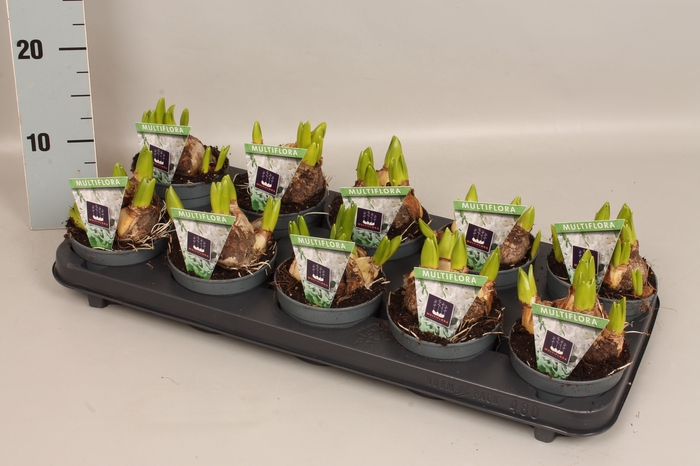 (X) Bol op pot Hyacint Multiflora white 10,5 cm