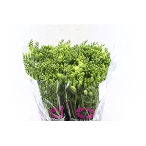 Fr En Corvette White