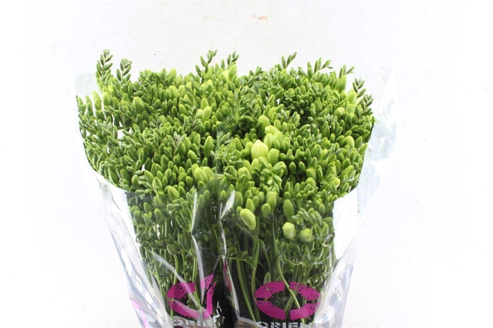 <h4>Fr En Corvette White</h4>