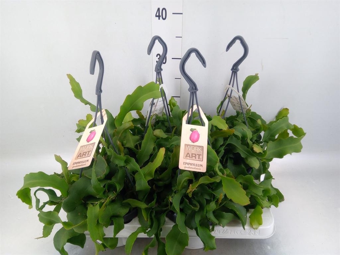 <h4>Epiphyllum guatem. var. monstrosa</h4>