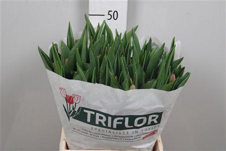 <h4>Tu En Sissi</h4>