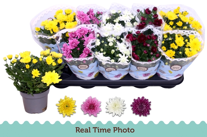 <h4>CHRYS GEVULDBL GEM</h4>