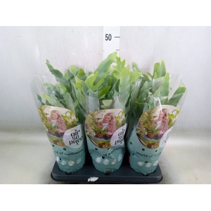 Phlebodium aureum 'Blue Star'