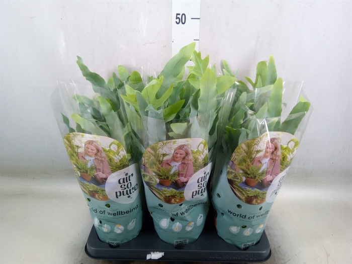Phlebodium aureum 'Blue Star'