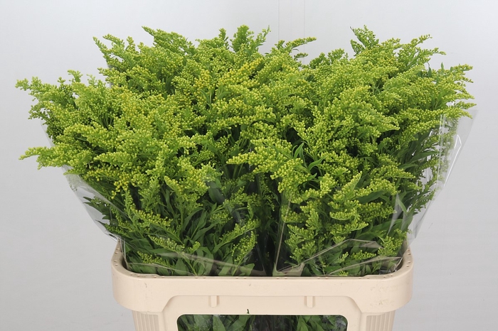 <h4>Solidago Golden Glory</h4>