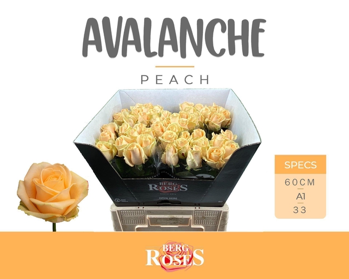 <h4>ROSA GR 'AVALANCHE PEACH'</h4>