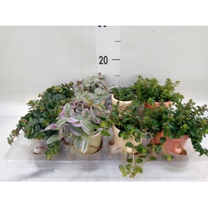 Arr.   Kamerplant Groen L%