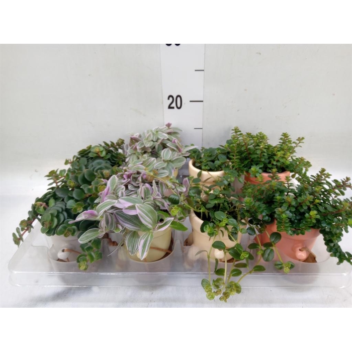 <h4>Arr.   Kamerplant Groen L%</h4>