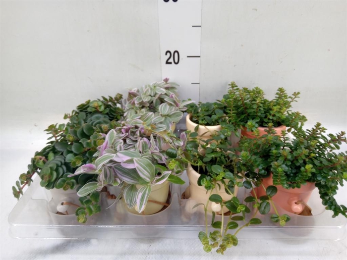 <h4>Arr.   Kamerplant Groen L%</h4>