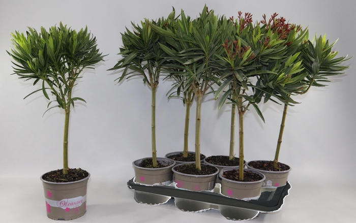 Nerium Oleander Ov Op Stam Mixtray
