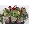 BEGONIA MACULATA P15 PO