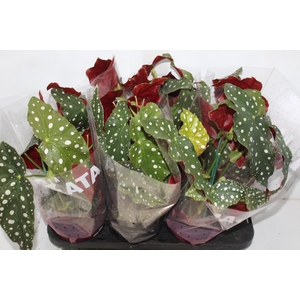 BEGONIA MACULATA P15 PO