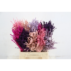 DF Lavendel Bs Pink Mix
