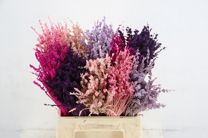 <h4>DF Lavendel Bs Pink Mix</h4>