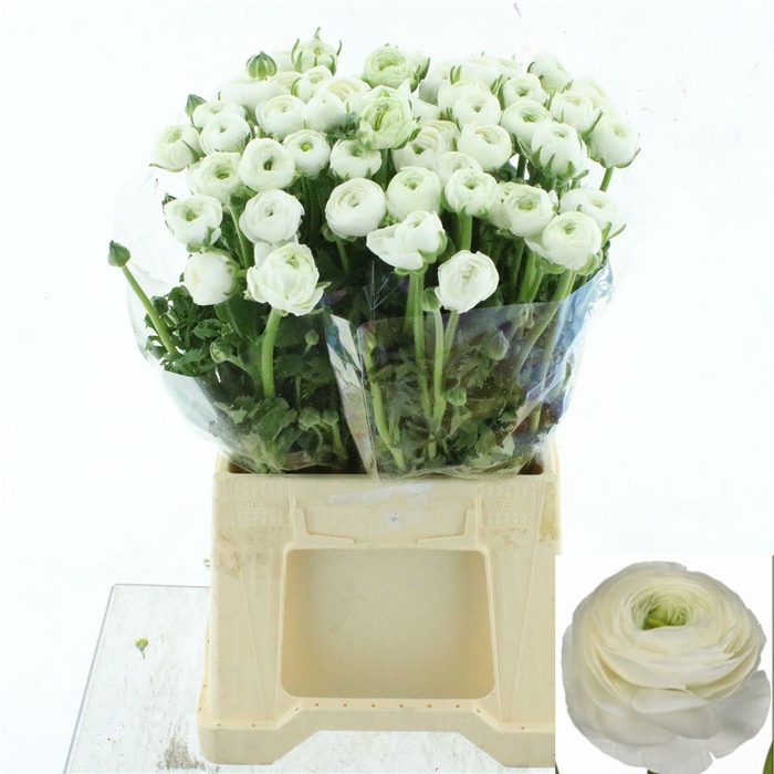 <h4>RAN SU FIRENZE</h4>