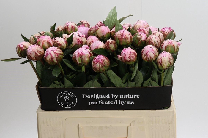 <h4>PAEONIA LACT. 'SARAH BERNHARDT'</h4>