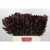 Leucadendron Saf Sunset Dark Red