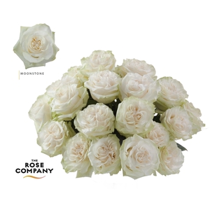 Rosa Ec Moonstone