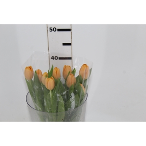TULIPA LARANJA
