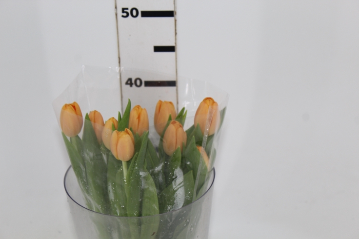 TULIPA LARANJA