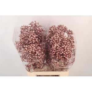 ROSA KLB METALLIC RED H%*