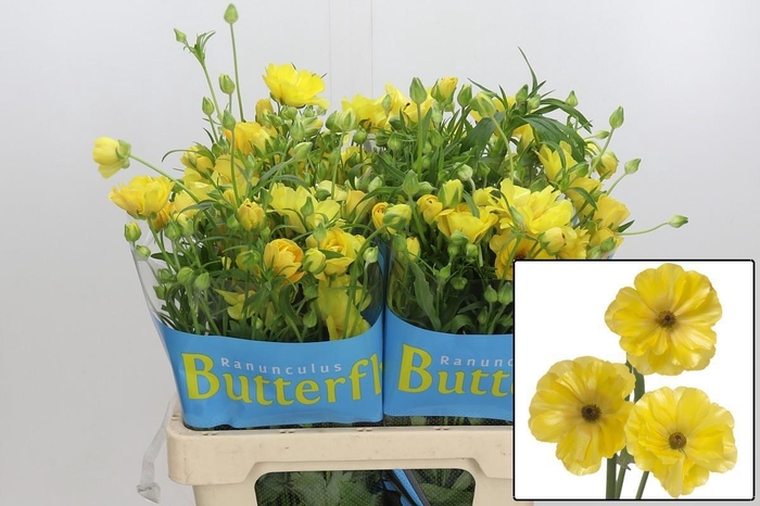 <h4>RAN BUTTERFLY DIONE</h4>